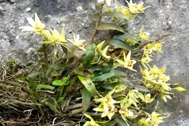 崀山悬崖上种出致富“千金草”图片