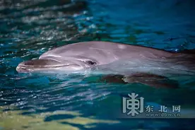冰城又来两位新“移民” 波塞冬海豚湾“四大天王”聚齐图片