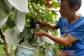 苗家汉子守着16亩成熟的原生态葡萄 他居然痛哭失声图片
