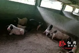 绥宁东山乡：产业发展之花猪养殖图片