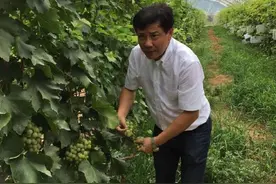 遗传图谱、基因剪辑——看中国植物学家如何种葡萄图片
