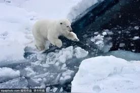 实拍北极熊玩浮冰 纯白呆萌惹人爱图片