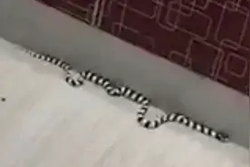 七夕节遇白娘子？杭州一小区家中惊现剧毒蛇！图片