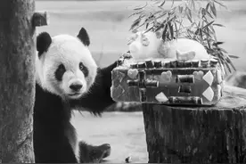 “团团”“圆圆”13岁了图片
