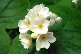 太美了！这种花淋雨后花朵会变透明，雨停之后又会变回来图片
