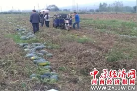 西瓜丰收甜了贫困户的心——姜王庄村发展特色种植产业纪实图片