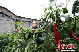 高墙内的农庄 四川省雅安监狱服刑人员生态农庄图片