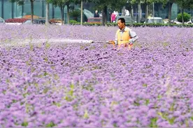 三季有花春常在图片