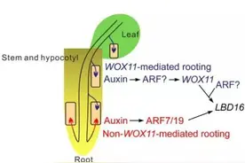 科学家揭示根系发生的新通路图片