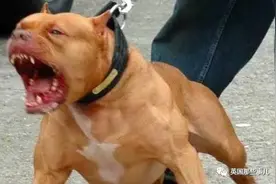 凶猛的比特犬，一靠近她就成了软萌小天使…… 她们之前的友情，已经超越物种图片