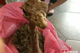 主人将受伤鸵鸟送医后不辞而别 大眼睛长睫毛的小鸵鸟：我很无辜图片