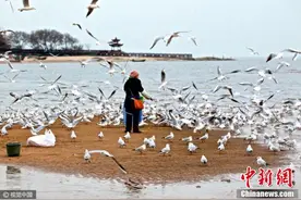 河北“海鸥妈妈”每天自费喂食千只海鸥图片