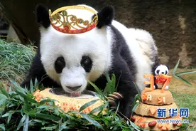 “巴斯”走了，这只值得纪念的大熊猫为我们贡献了什么？图片