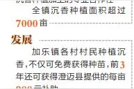 澄迈加乐镇沉香种植面积逾7000亩 产业链延伸促增收图片