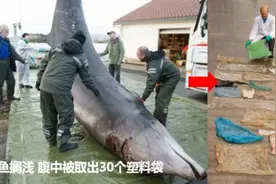 「环保小常识」“可降解塑料袋”真的环保吗？图片