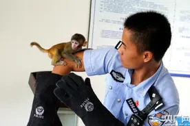 视频｜超萌幼年小猕猴大巴上被民警查获救助：旅客买下当宠物图片