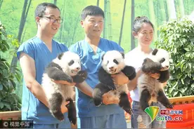 三只大熊猫宝宝亮相 面向社会各界征名认养图片