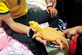 黄蜥蜴被当宝贝宠 吃得好每天还和主人睡一起图片