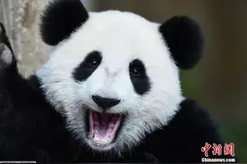在马出生的大熊猫暖暖下月回国图片