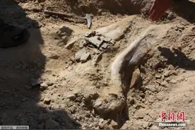 广西出土距今16000年完整人类头骨化石图片