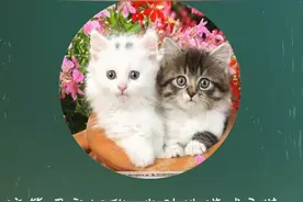 《猫》丨那些年，我们一起读过的课文图片
