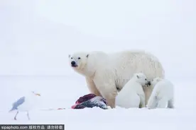 摄影师记录北极熊进食场面 画面残忍图片