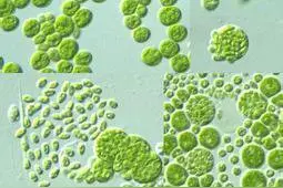 微生物：海洋中数量最多的生物图片