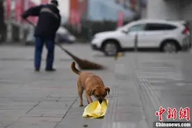 泪目！长春忠犬帮清扫工主人捡垃圾三年图片