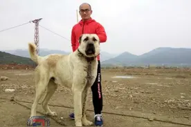 名流专属神犬，世界第一巨型犬坎高落户我国图片