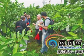 外国友人在澄迈县福山镇体验乡村采摘游图片