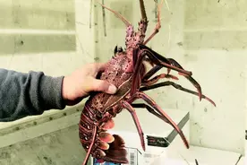 澳洲龙虾打飞的来青 系青岛机场口岸首次进口该品种图片