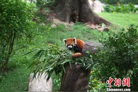 广州动物园结束马戏表演 动物训练不再为取悦游客图片