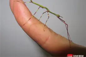 “世界最大昆虫”吉尼斯纪录保持者首产卵成功孵化：警戒色保护色齐上阵 巨型竹节虫宝宝“套路”多图片