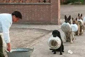 狗狗最佳食物的搭配标准图片