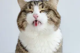 猫猫猫，略略略，吸吸吸图片