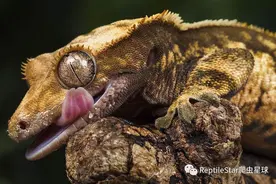 睫角守宫蜕皮问题图片