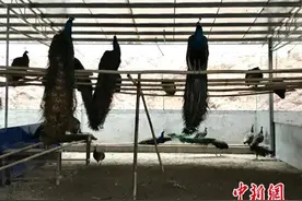 变中求新：广西发展特色产业助贫困人口“淘金”脱贫图片