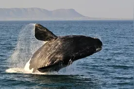 出发吧，南非观鲸之旅！ Embark on a Whale Watching Journey in South Africa!图片