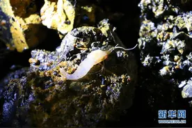 环球科考船“向阳红01”获取南大西洋海底生物图片