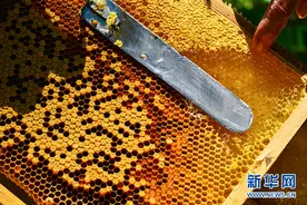 海南：黎母山下百花蜜越飘越香图片