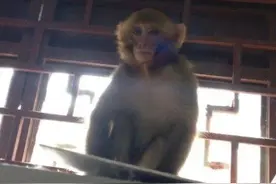 落单猕猴现身青城山右腿骨折 疑遭非法饲养虐待被弃图片