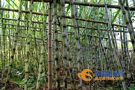 麻涌：甘蔗上市 香甜爽口俘虏大家的胃图片