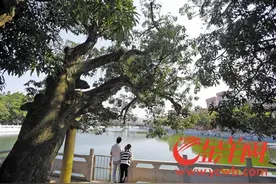 28棵古树环绕横坑古村，守护着一方水土，见证着古村落700年的历史图片