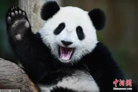 在马出生大熊猫“暖暖”返回中国图片
