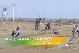华州区：山药喜获丰收 小工具助农提效率图片