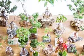 小伙花费几年用玻璃容器养出来的一屋子的水培盆景，几百块一个都不肯卖视频封面
