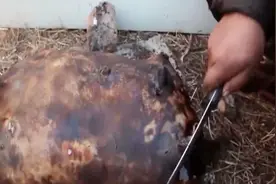 这样的烤羊肉你肯定没吃过，独特的手法现杀现烤，真正大草原上的美味视频封面