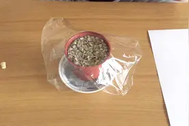 非洲紫罗兰如何过捡来的种子繁殖，2周长成小幼苗视频封面
