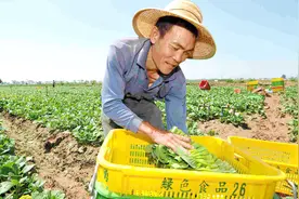 凭什么宁夏的菜能在全国火的一塌糊涂