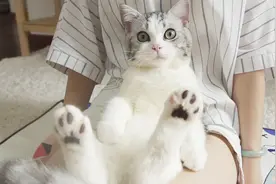 给猫咪做按摩，只需一招让它爽翻天，每天粘着你不放视频封面
